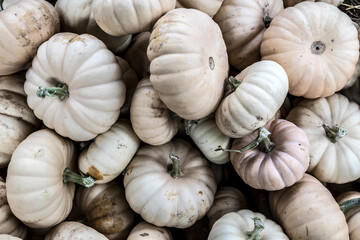 Pile of small white pumpkins at the farmers market.