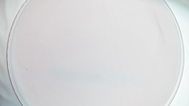 Microbes growing in a petri dish in a laboratory - science time lapse