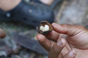 Larvas do fruto do Tucumã 
