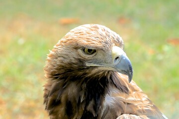 An eagle looking for prey