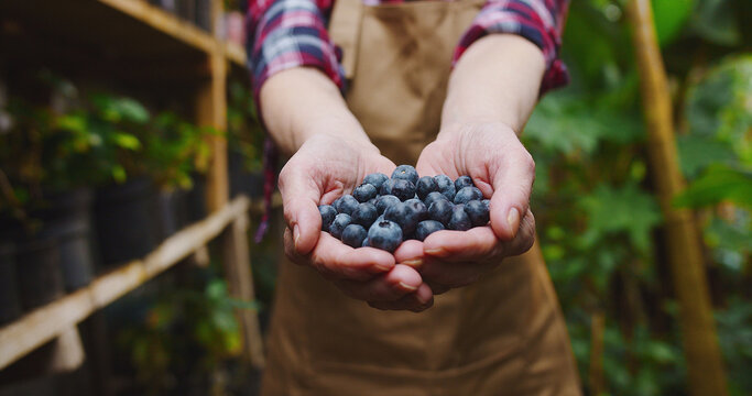 Close-up of mature female hands stretching blueberries to camera. Unrecognizable slim woman posing with organic berries in greenhouse. Beautiful positive female biologist posing in hothouse. - Powered by Adobe