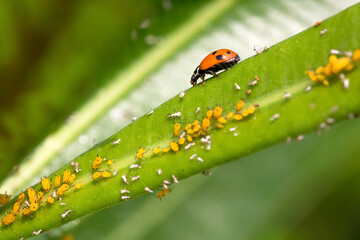 Ladybug Approaching a Bunch of Aphids