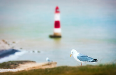 Seagull on the Cliff near the Famous Lighthouse at Beachy Head, Eastbourne Downland, South Downs National Park, England