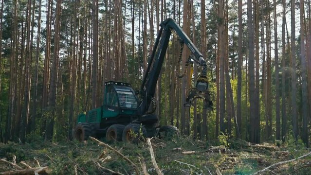 Operator driving the wood harvester vehicle through the forest. Wood harvester vehicle with a saw tool attachment. Wood harvester vehicle for cutting down trees. Forestry machinery