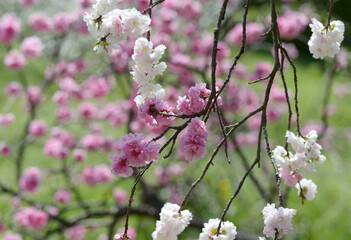 花桃　白とピンクの花桃