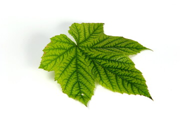 Green plant leaf with beautiful texture on white background