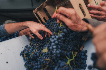 Italy, Abruzzo - September 2022: local family making of red wine from italian grapes Montepulciano - obrazy, fototapety, plakaty