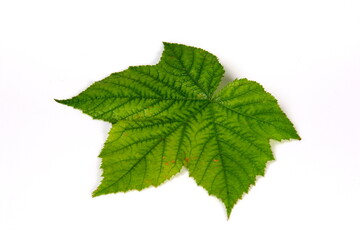 Naklejka na ściany i meble Green plant leaf with beautiful texture on white background