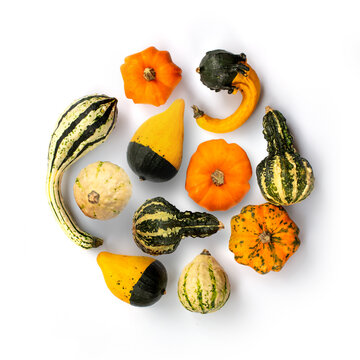 Collection of gourds isolated on white background. Fall and haloween still life decor