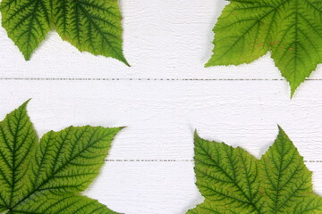 Green plant leaves on white wooden board background, copy space