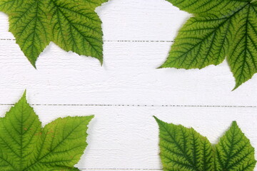 Green plant leaves on white wooden board background, copy space