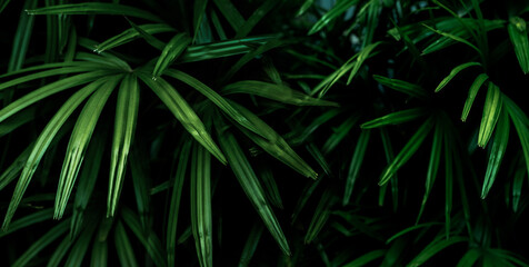 Naklejka na ściany i meble Closeup green leaves of tropical plant in garden. Ornamental plant decor in garden. Green leaf on dark background. Green leaves for spa background. Beauty in nature. Ornamental plants for landscaping.
