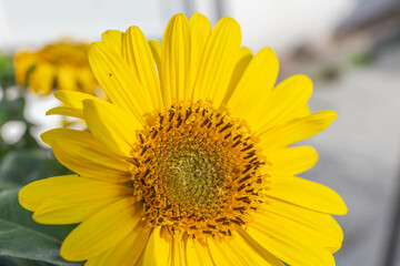 Sonnenblume Helianthus
