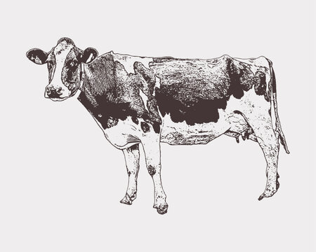 Vector Hand drawn sketch cow products.  vintage illustration of cow. Vintage cow lines. Organic milk eco milk. Farm animals