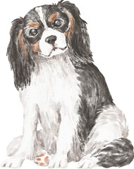 Cavalier king charles spaniel dog illustration