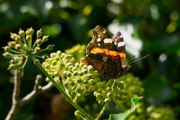 Red admiral butterfly (Vanessa Atalanta) with partially open wings perched on hedge (hedera helix) in Zurich, Switzerland