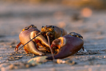Ein Signalkrebs bei Sonnenuntergang auf Wanderschaft an Land