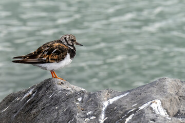 Ein Watvogel sitzt auf einen Felsen