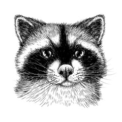 Vector illustration linear graphic raccoon in engraving style