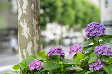 道路沿いに咲く、紫陽花の花（初夏の秋葉原の風景）