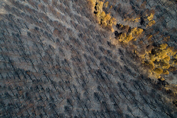 forest burning after a forest fire