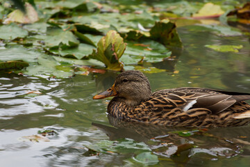 Gray wild duck close-up swimming in the water. A migratory gray-brown duck with an orange beak, the...