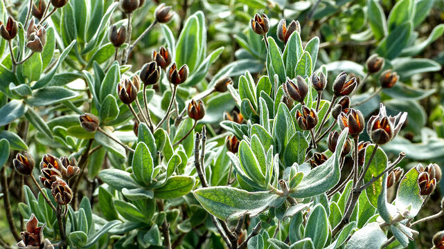 Plantes des montagnes 