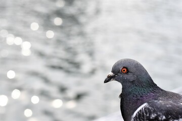 神戸港埠頭に来たハト