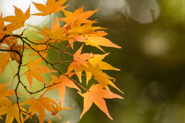 三田花山院（兵庫県三田市）の紅葉