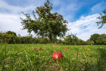 An apple that fell from a tree on a meadow orchard in Taunus/Germany in autumn