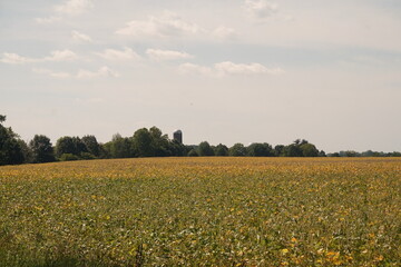 Yellow and Green Soybean Field, Green Treeline and Blue Sky with few White Clouds