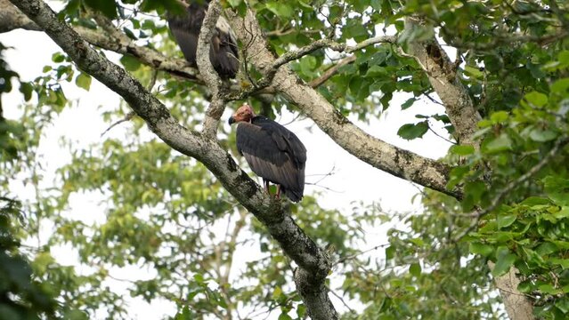 red-headed vulture (Sarcogyps calvus)