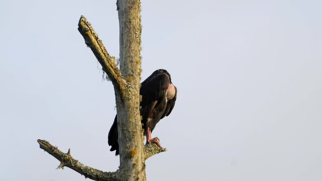 red-headed vulture (Sarcogyps calvus)