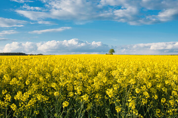 Blühendes Rapsfeld im Frühling