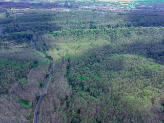 Winding road through the forest when in summer