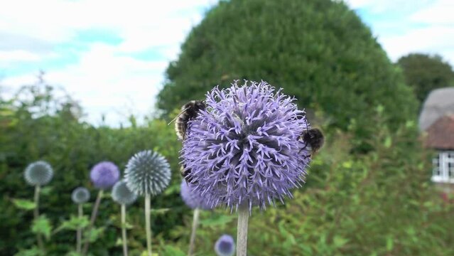 A bumble bee taking off in 10x slow motion from an echinops flower
