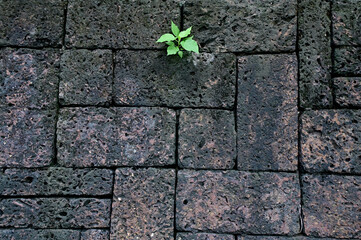Closeup of A Small Green Tree grew up on the old stone wall in the park with nature background.