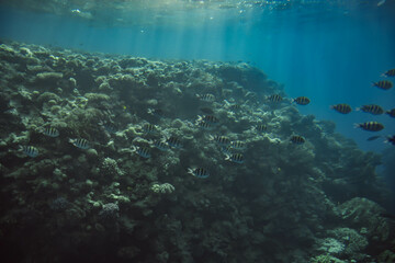 Fototapeta na wymiar Animals of the underwater sea world. tropical coral reef. Blue Water surface, underwater background