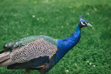 Naklejka premium Peacock shows its colorful plumage