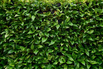 Fototapeta na wymiar Close-up of Green Climber Plant on wall natural background concept selective focus. 