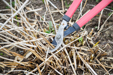 Bush cutting by a garden pruner.
