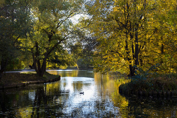 Autumn park near the pond on a sunny day.