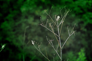 Green grasses grow on a field in Siberia on a hot sunny summer day