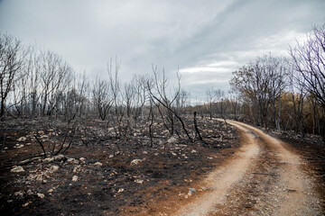Burnt trees and plants after big summer wildfires in Karst region in Slovenia