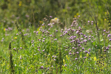 Fototapeta premium Green grasses grow on a field in Siberia on a hot sunny summer day