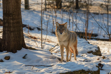 Fototapeta premium A Coyote Standing On A Snow Covered Rock In February