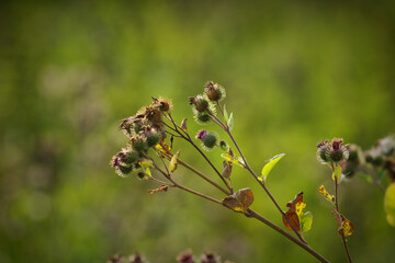 Green grasses grow on a field in Siberia on a hot sunny summer day