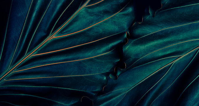 blue tropical leaves, dark nature background