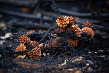 Burnt pine cones after big summer wildfires in Karst region in Slovenia