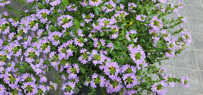 Fairy Fan Flower or Scaevola aemula purple flowers semicircular shape. Scientific name: Scaevola sp. planted in garden. Half-flower have small bubblegum purple petals arranged in a fan shape.
